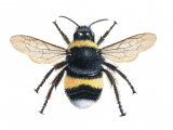 Illustration of Bumblebee (White-tailed) (queen) Bombus lucorum (#0372)