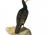 Illustration of Cormorant (Phalacrocorax carbo) (#3642)