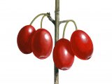Illustration of Cornelian Cherry (Corus mas) (#2747)