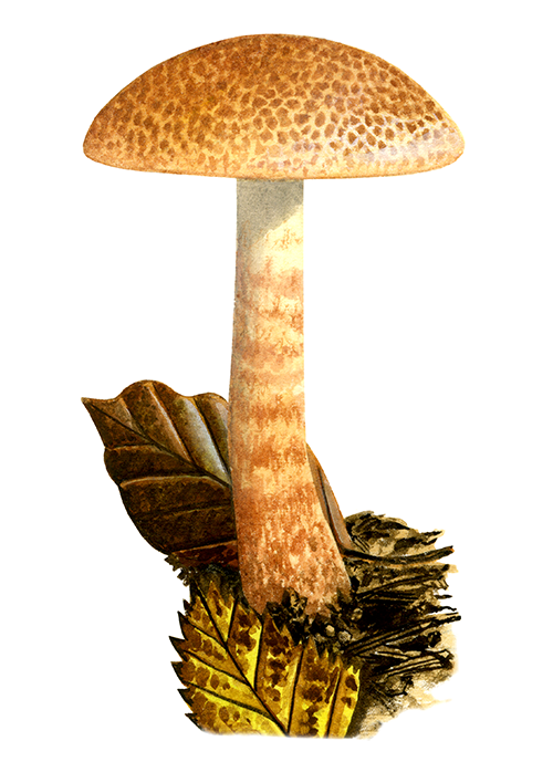 Illustration of Cortinarius bolartis (Dappled Webcap)  (#4458)