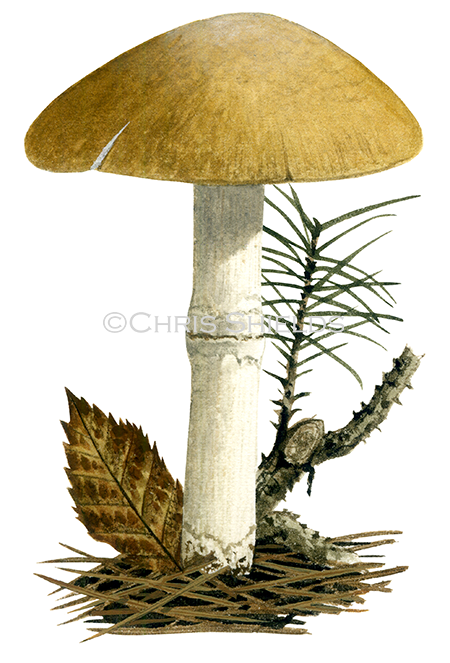 Illustration of Cortinarius caperatus (The Gypsy) (#4491)