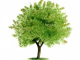 Illustration of Crab Apple tree (Malus sylvestris) (#0128)