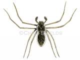 Illustration of Crab Spider male (Philodromus dispor) (#3316)