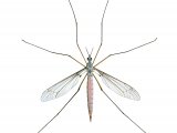 Illustration of Crane fly (Tipula paludosa) (#2665)