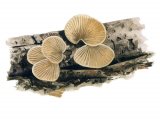 Illustration of Crepidotus carpaticus (#3619)