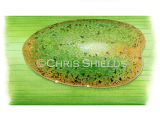 Illustration of Croton Scale Insect (Phalacrococcus howetoni) (#4688)