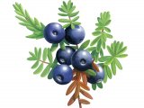Illustration of Crowberry (Empetrum nigrum) (#3444)