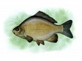Illustration of Crucian Carp (Carassius carassius) (#0133)