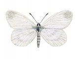 Illustration of Cryptic Wood White (female) Leptidea juvernica (#2622)