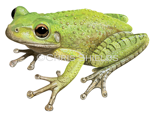 Illustration of Cuban Tree Frog (Osteopilus septentrionalis) (#4518)