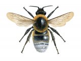 Illustration of Cuckoo Bumblebee (Bombus barbutellus) (#2507)