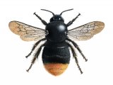 Illustration of Cuckoo Bumblebee (Red-tailed) Bombus rupestris (#2624)