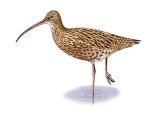 Illustration of Curlew (Numenius arquata) (#3711)