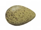 Illustration of Culew egg (Numenius arquata) (#1774)