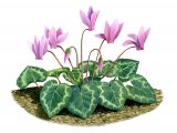 Illustration of Cyclamen Hederifolium (#2325)