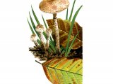 Illustration of Cystolepiota hetieri (#1688)