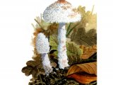 Illustration of Cystolepiota pulverulenta (#1650)