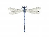 Illustration of Damselfly (Azure) (male) Coenagrion puella (#1066)