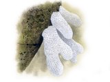 Illustration of Dead Mans Fingers (Soft Coral) (Alcyonium digitatum) (#1831)
