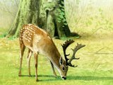 Illustration of Deer (Fallow) Dama dama (#0557)