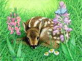 Illustration of Deer (Roe) Fawn (Capreolus capreolus)  (#0242)