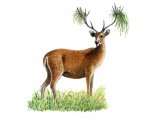 Illustration of Deer (Sambar) Cervus unicolor (#0558)
