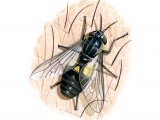 Illustration of Splayed Deerfly (Chrysops caecutiens) (#2358)