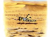 Illustration of Desert Locust (Schistocerca gregaria) (#1957)
