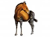 Illustration of Diadiaphorus (#0522)
