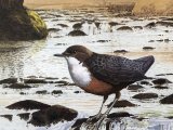 Illustration of Dipper (Cinclus cinclus) (#3705)