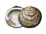 Illustration of Dog Cockle (Glycymeris glycymeris) (#2350)
