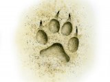 Illustration of Domestic Dog footprint (Canis lupus familiaris) (#4177)