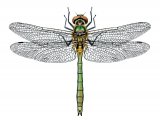 Illustration of Downy Emerald Dragonfly (Cordulia aenea) (#2632)