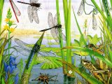 Illustration of Dragonfly Bog (#1717)