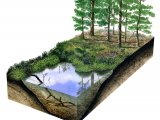 Illustration of Dragonfly Pool (#2865)