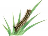 Illustration of Drinker Moth Caterpillar (Euthrix potatoria) (#2505)