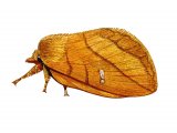 Illustration of Drinker Moth (Euthrix potatoria) (#1253)
