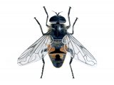 Illustration of Drone Fly (Eristalis tenex) (#1119)
