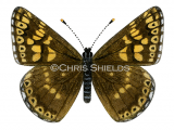Illustration of Duke of Burgundy Fritillary (Hamearis lucina) (#2159)