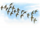 Illustration of Dunlin in flight (Calidris alpina) (#3340)