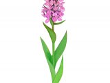Illustration of Early Marsh Orchid (Dactylorhiza incarnata) (#3385)