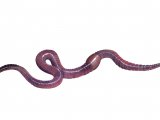 Illustration of Earthworm (Lumbricus terrestris) (#0736)