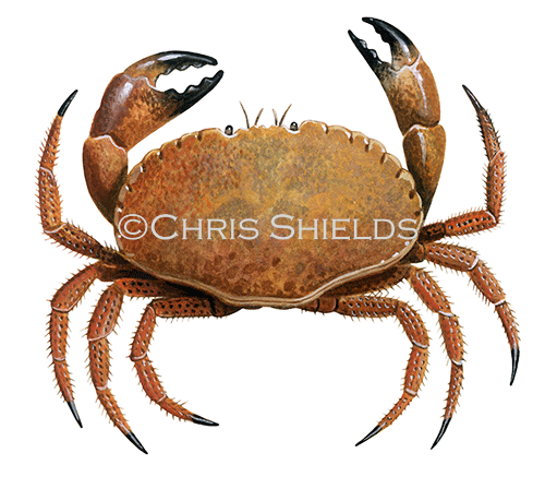 Illustration of Edible Crab (Cancer pagurus) (#1830)