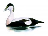 Illustration of Eider Duck (Somateria mollissima) (#4198)