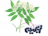 Illustration of Elder leaves & berries (Sambucus nigra) (#3686)