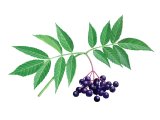 Illustration of Elderberry (Sambucus nigra) (#3197)
