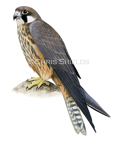 Illustration of Eleonor's Falcon (Falco eleonorae) (#4575)