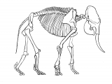 Illustration of Elephant Skeleton (African) Loxodonta Africana (#0156)