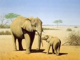 Illustration of Elephant (African) Loxodonta Africana (#0155)
