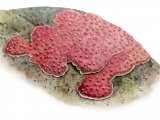 Illustration of Encrusting Pink Seaweed (Lithothamnion sp.) (#4262)